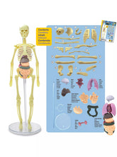 Load image into Gallery viewer, Build a Body Skeleton &amp; Organs
