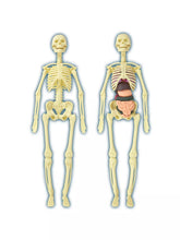 Load image into Gallery viewer, Build a Body Skeleton &amp; Organs
