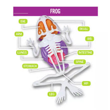 Load image into Gallery viewer, Science Mad
Science Mad Dissection Kit - 2 Pack
