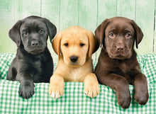 Load image into Gallery viewer, Clementoni Three Labradors 1000 Piece Jigsaw Puzzle CM39279
